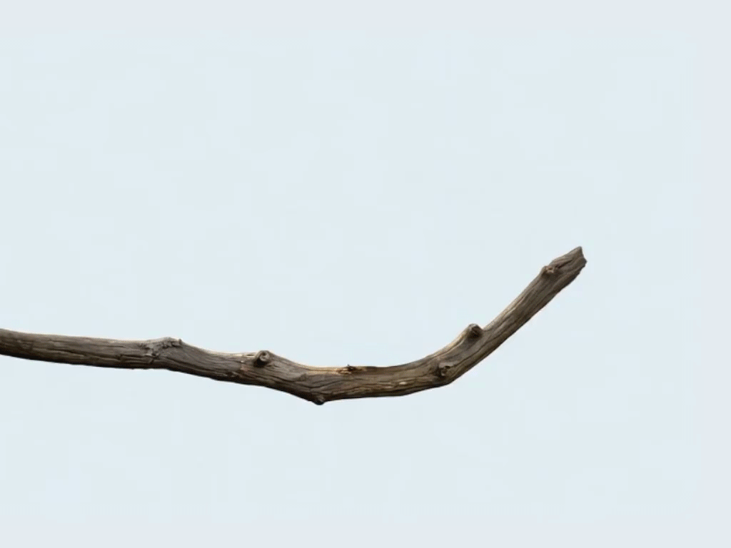 Bird on branch